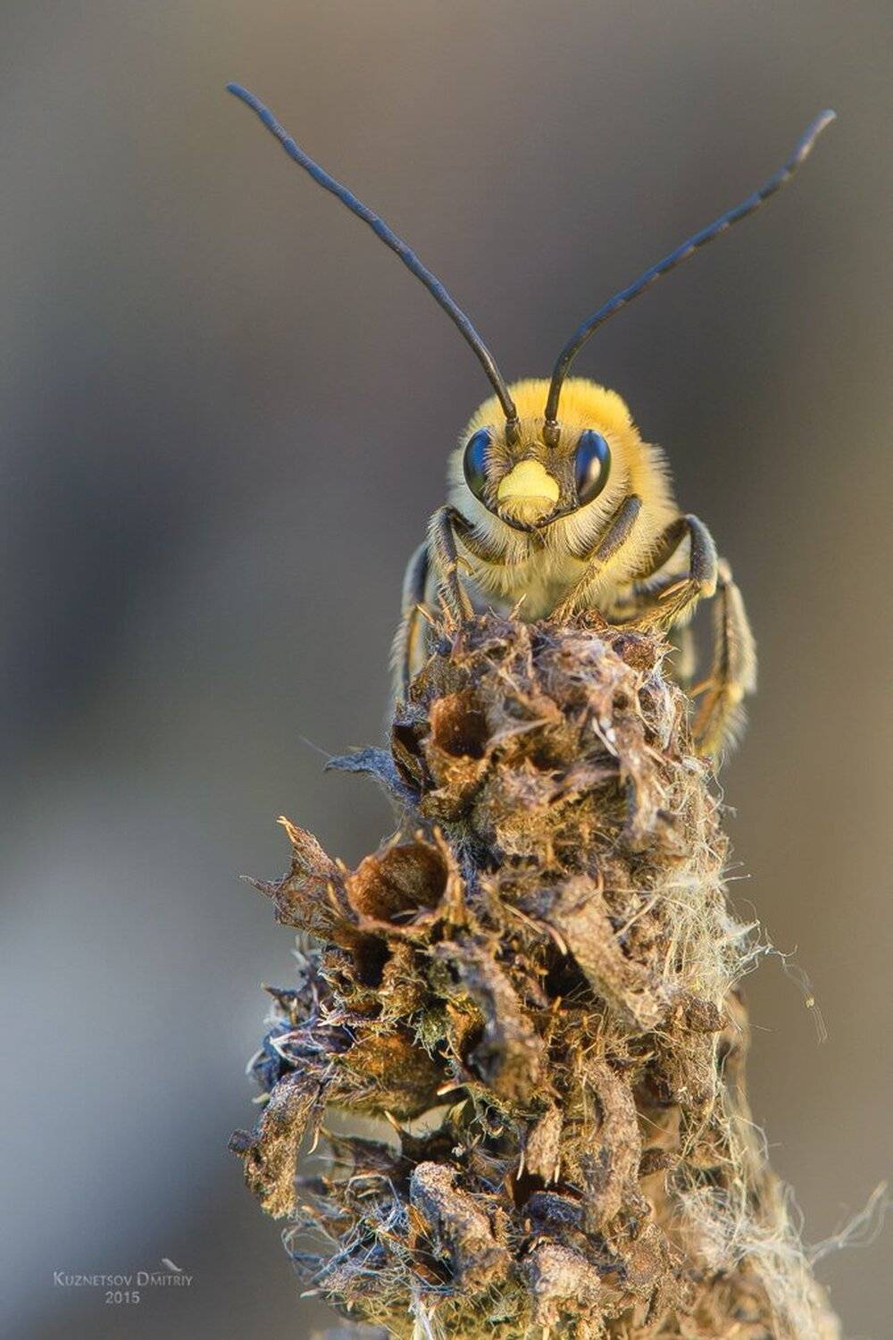 , Кузнецов Дмитрий