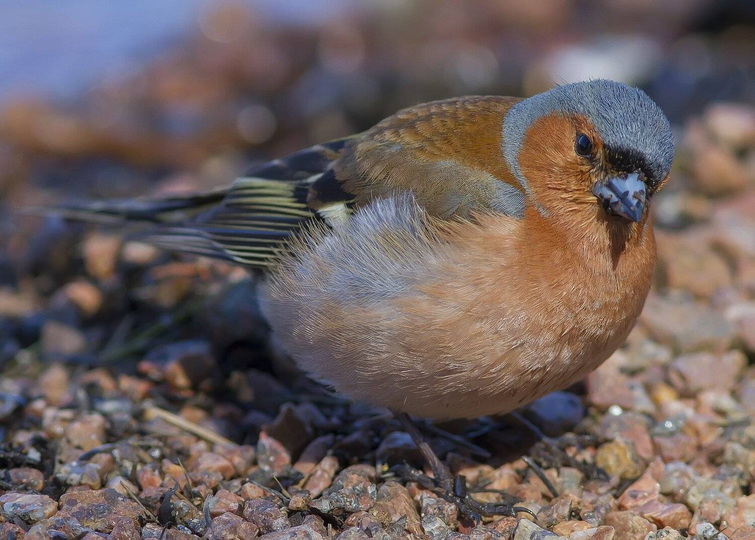 Зяблик, вьюрковые, Тесленко Игорь