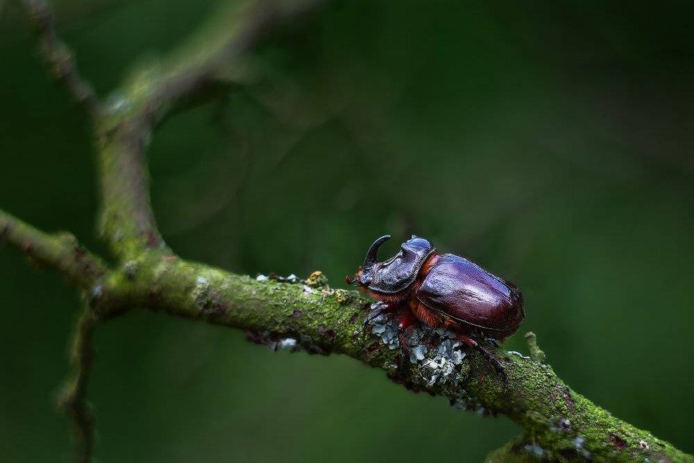 Жук носорог, Петриченко Валерий