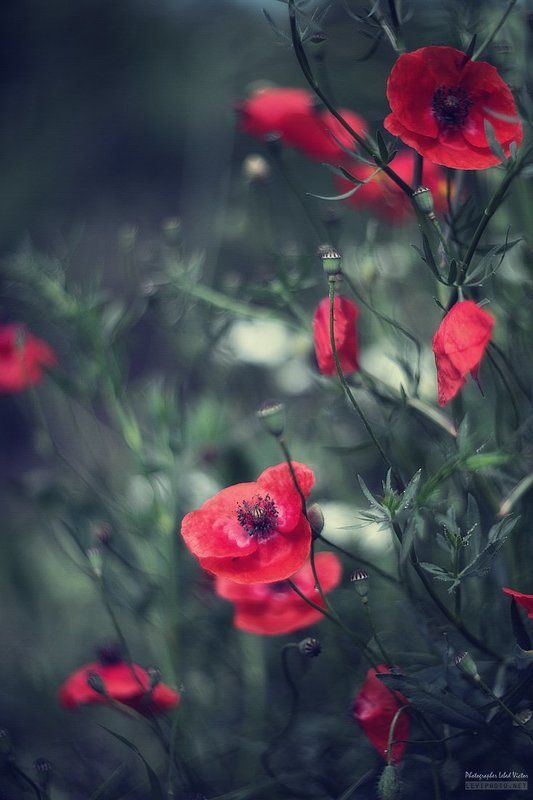 Classic... фото превью