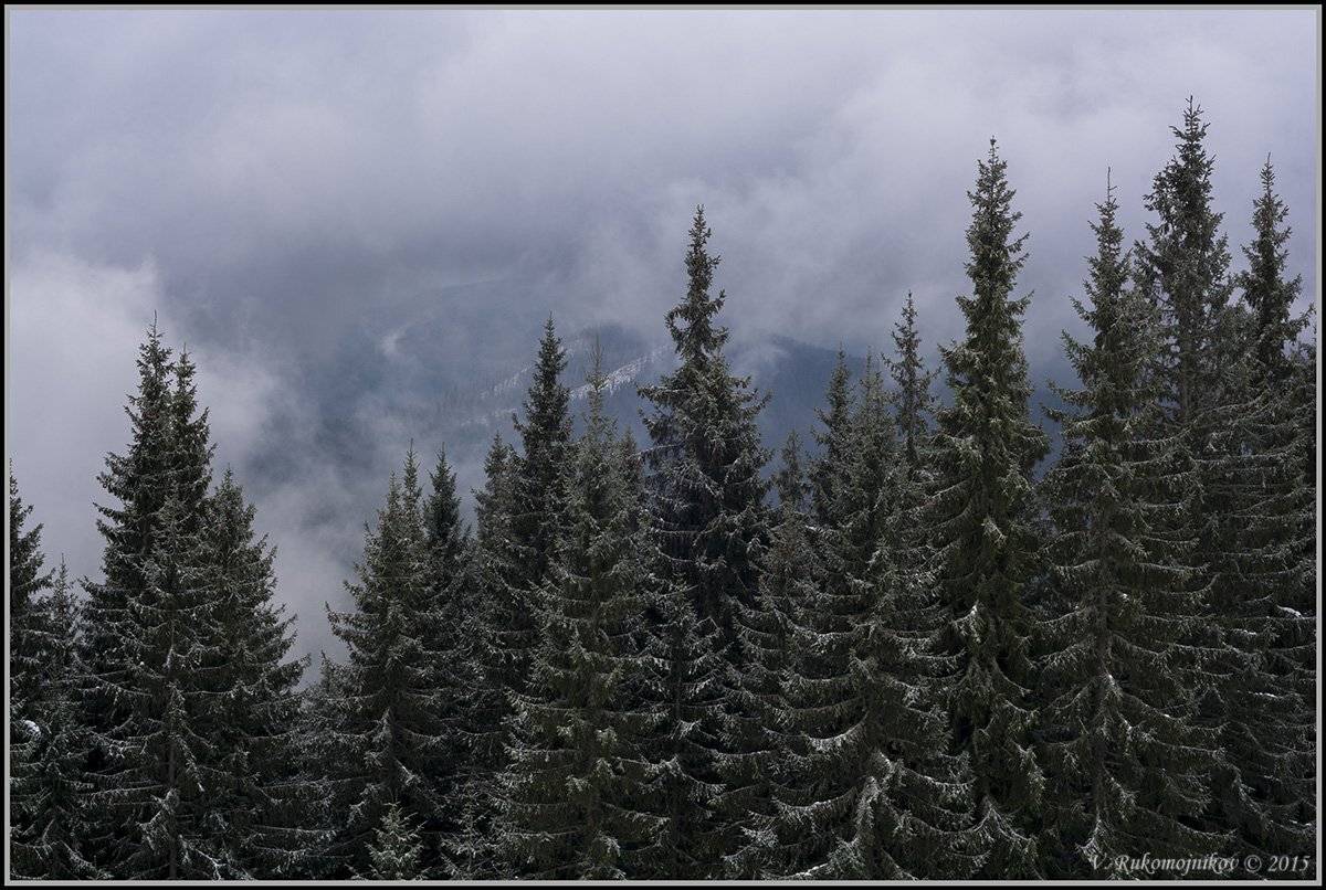 Горы, Деревья, Зима, Карпаты, Туман, Рукомойников Валентин