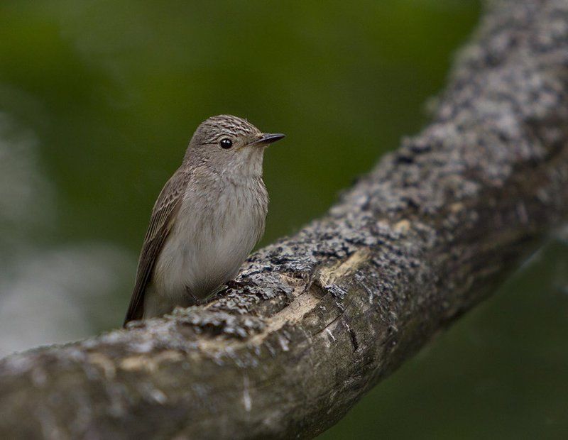 Птичка-невеличка фото превью