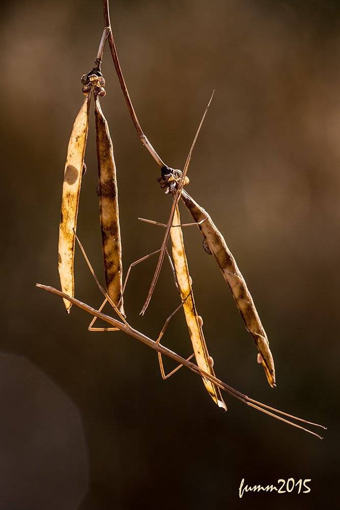 , Игорь ФУММ