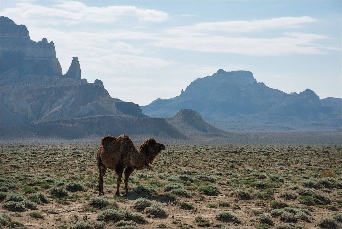 казахстан мангистау айракты шомонай долина замков скала верблюд пустыня отсанцы останец, Кутыгин Эдуард