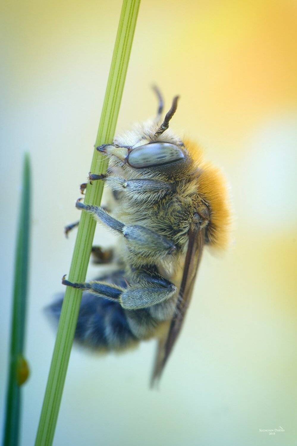 , Кузнецов Дмитрий