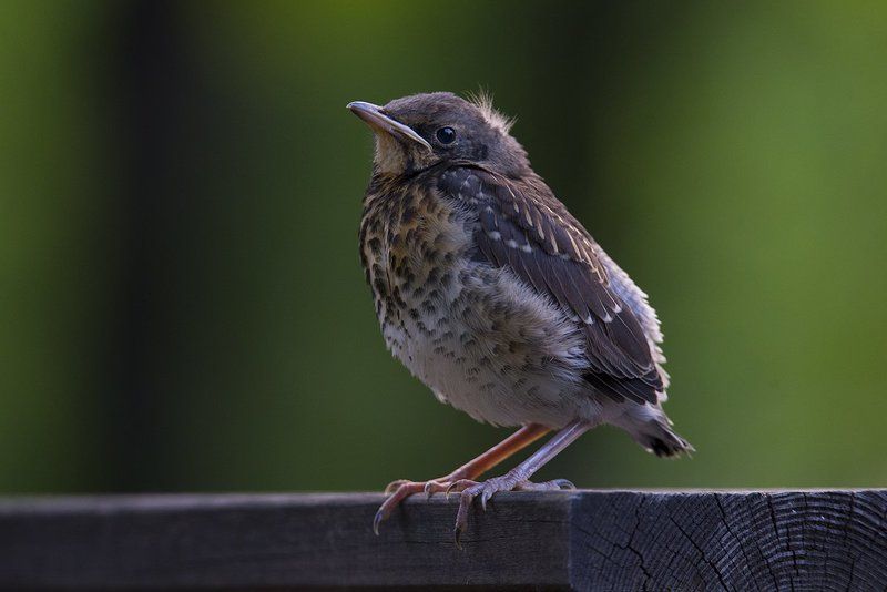 Маленькая птица с большими амбициями фото превью
