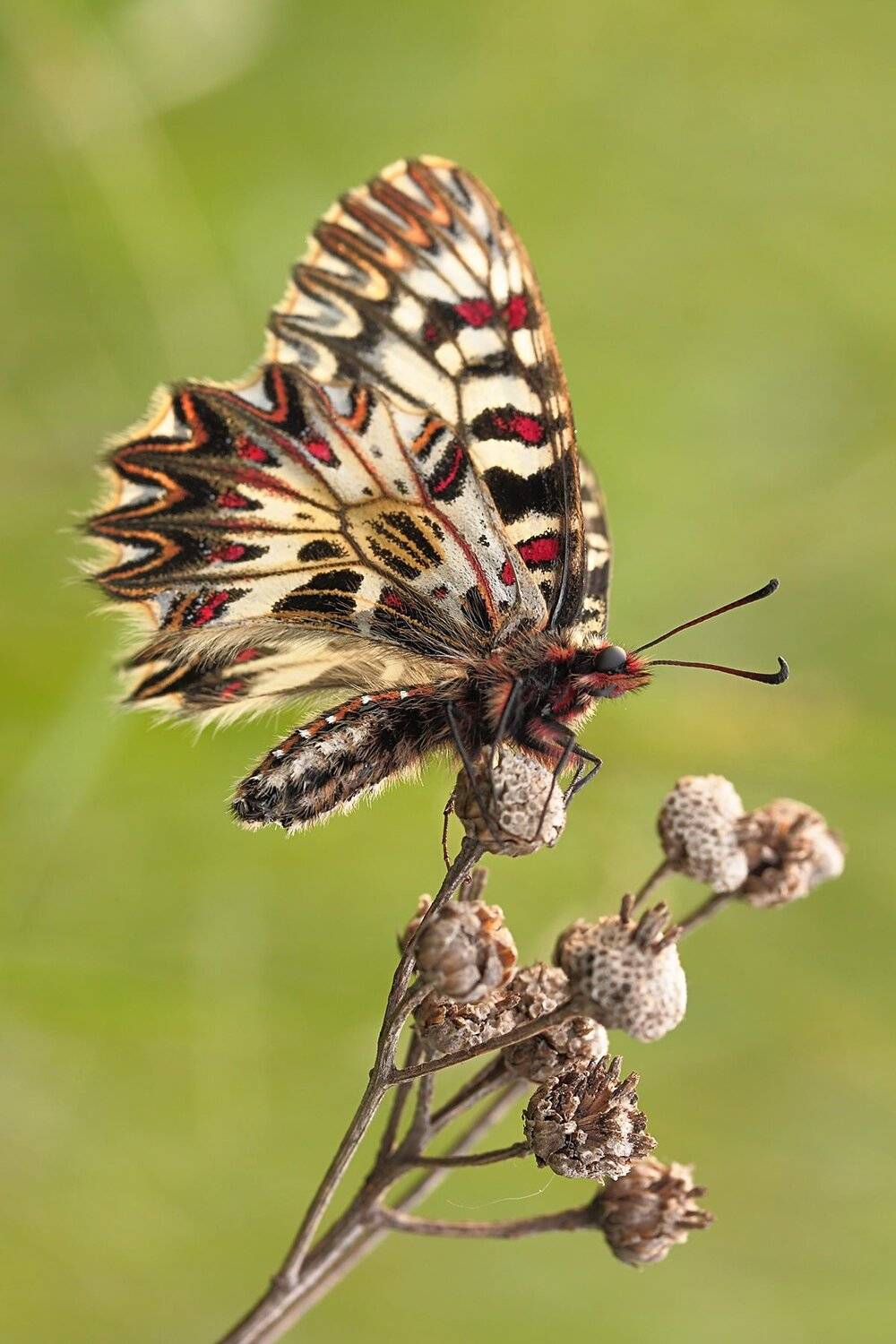 Zerynthia polyxena, Поликсена, Роман Рысь
