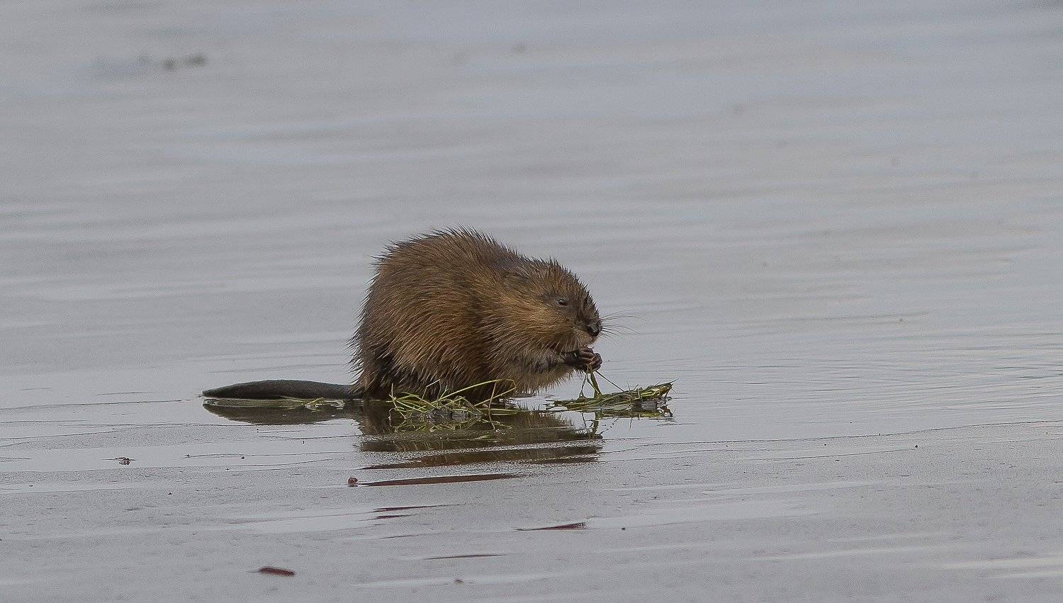 Ондатра., Тесленко Игорь