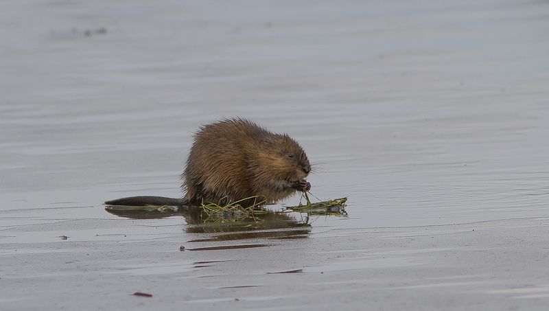 Ондатра. Ондатра на льдине. фото превью