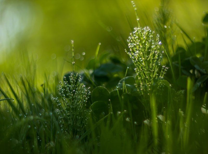 В свете утренних софитов... фото превью