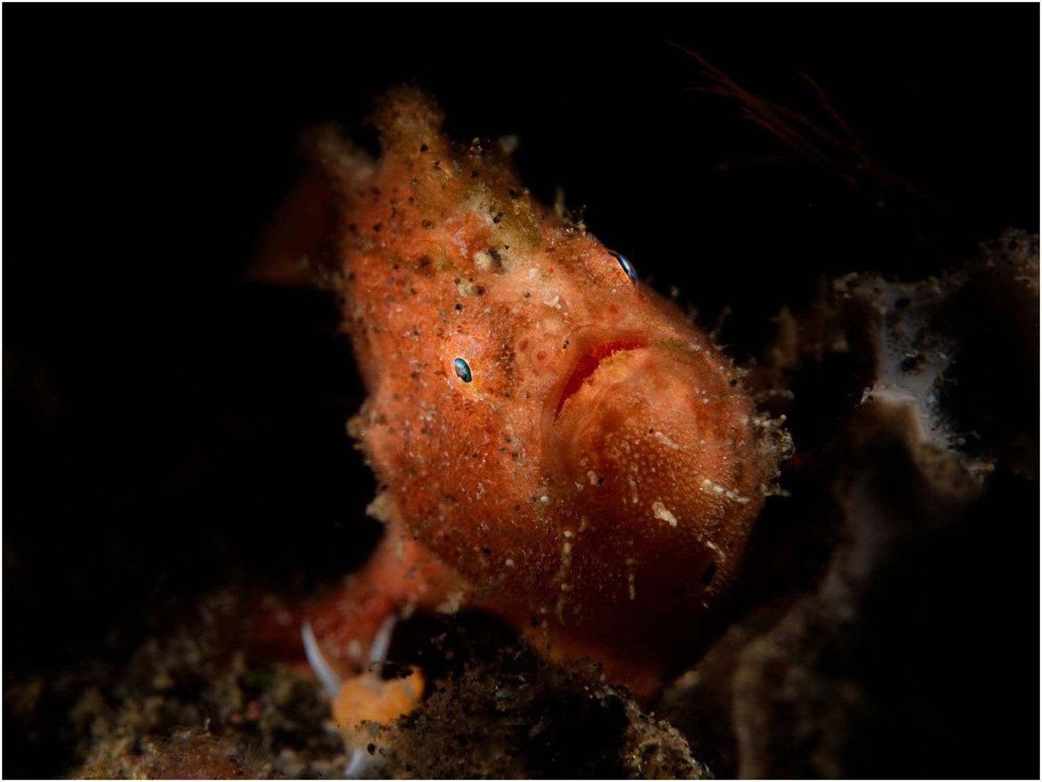 Bali, Diving, Frogfish, Indonesia, Unlis