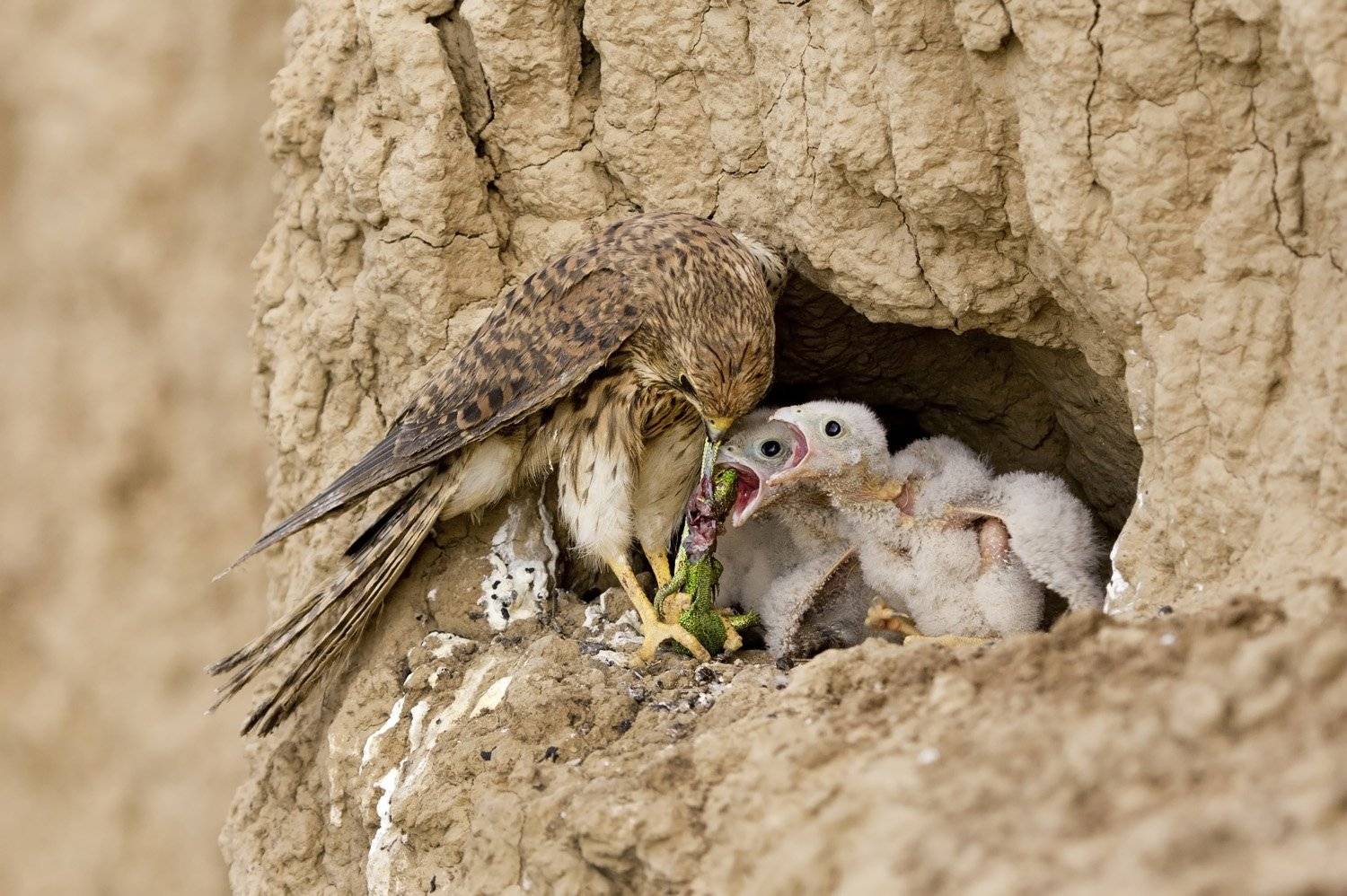 , Александр Гусар