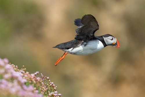 Puffin