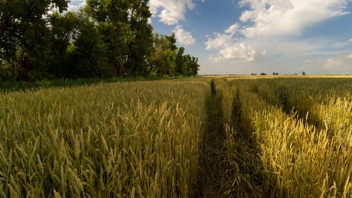 Времена года . Июнь