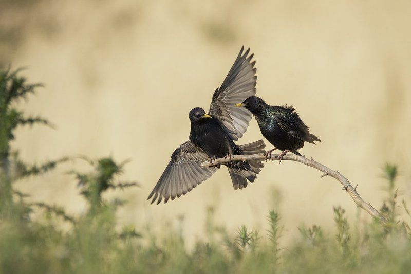 Борба фото превью