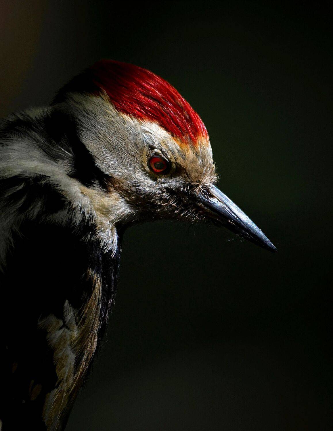 , Никон Александр