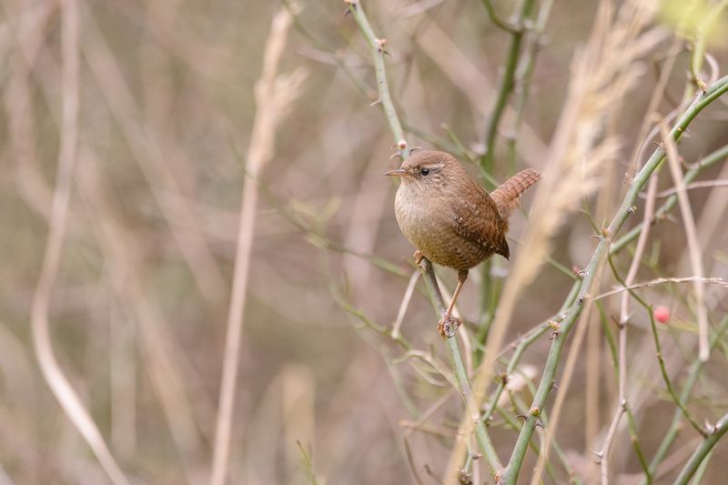 крапивник Настороженный фото превью