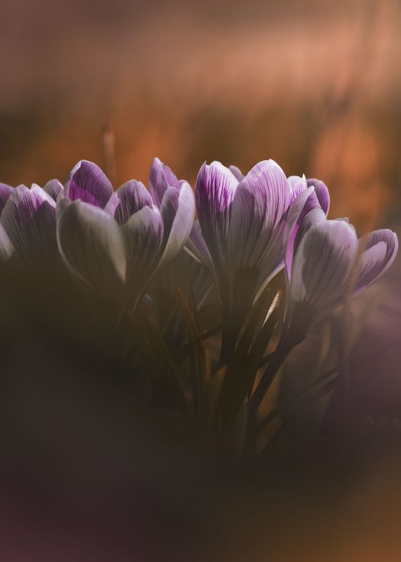 Весна фото превью