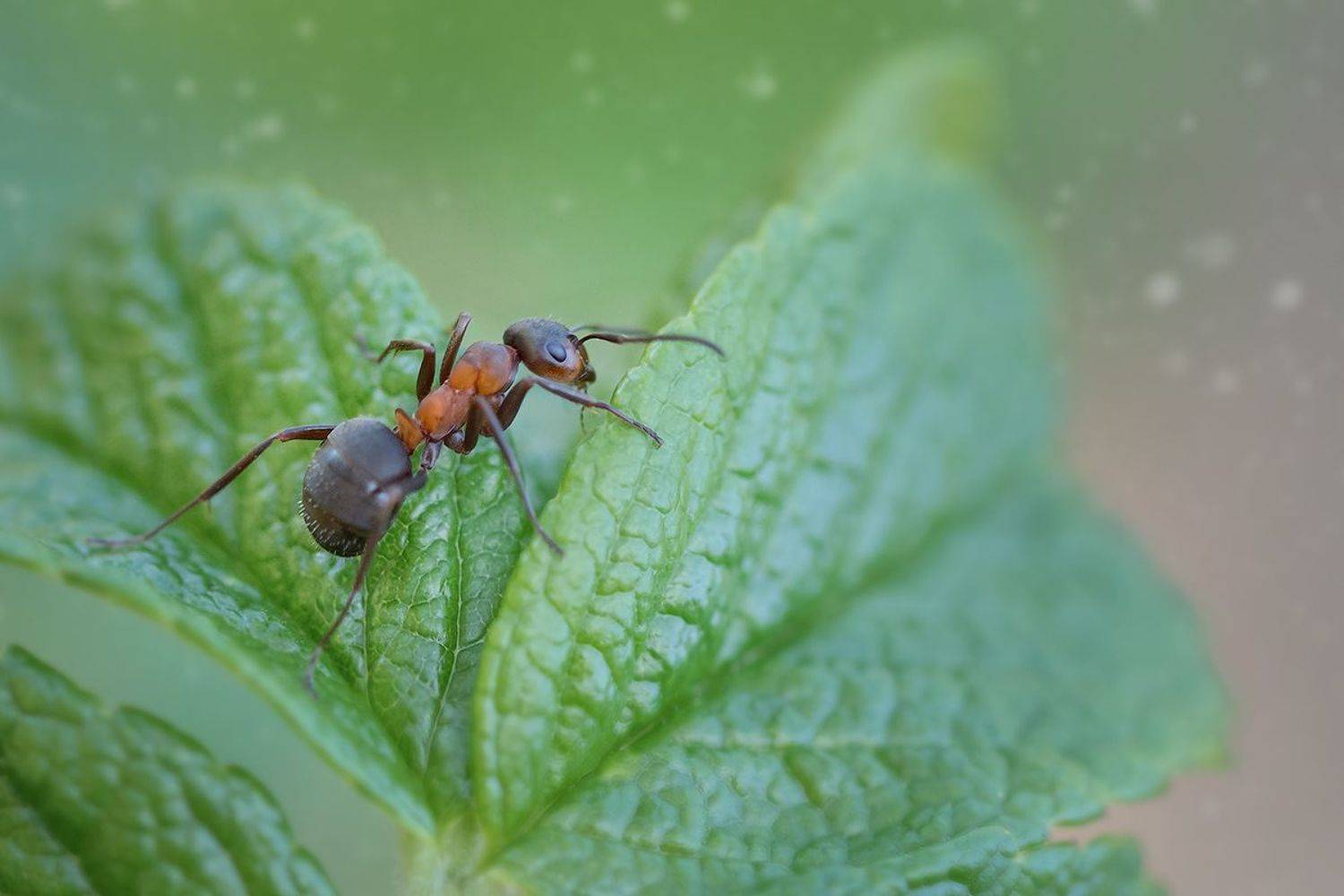 , Хилько Марина
