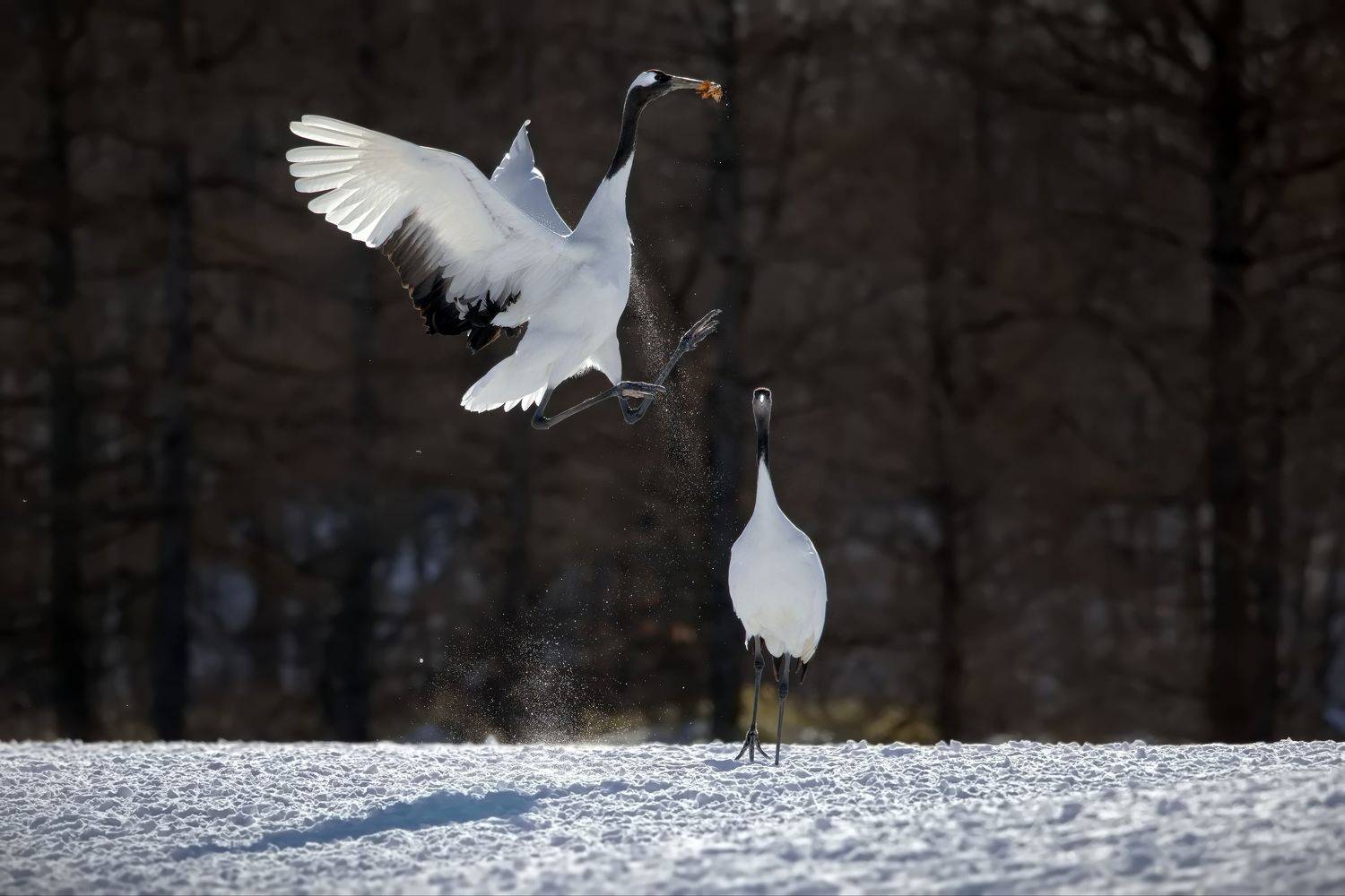 , Александр Перов