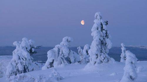 Лунные сумерки. Предрассветный час.