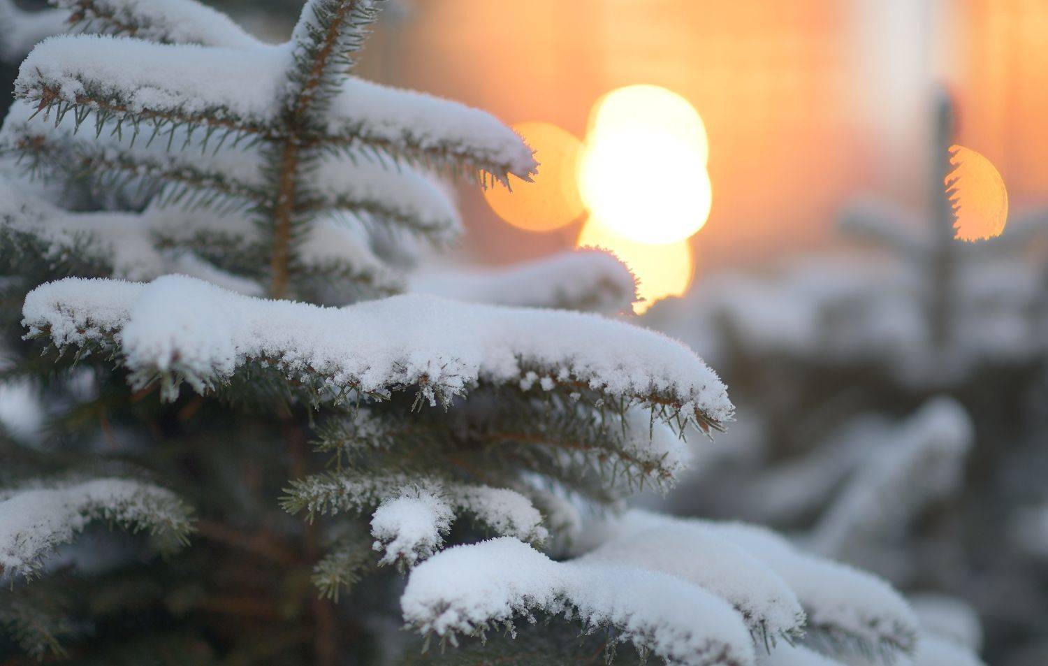 зима  лес утро, Александр Жарников