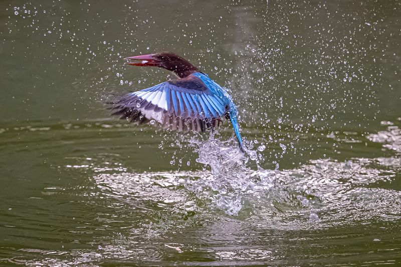 birds  фото превью