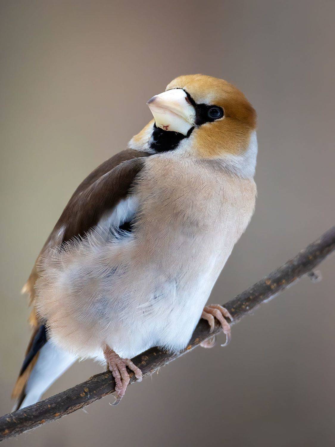 , Дина Нестеркова