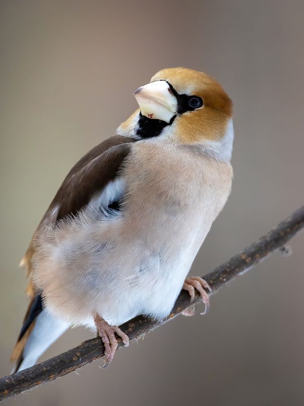 Дубонос фото превью