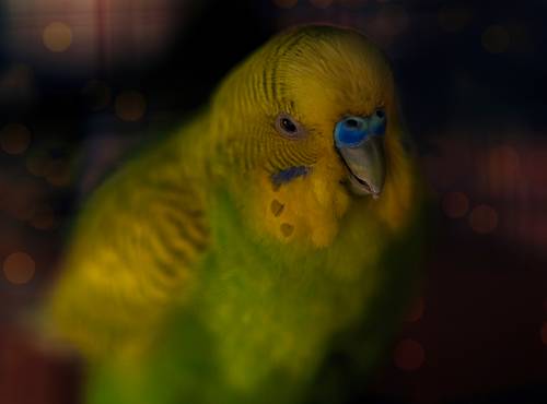 Lovebird