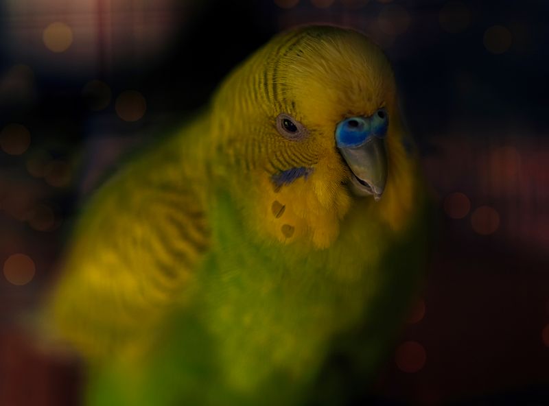 bird,birds,nikon,wild,water,shadows,lake,pond,flowers,swan,colors,nikon,beauty,nature,animals,eyes,egret,songbird,jungle,white,wings,fly Lovebird фото превью