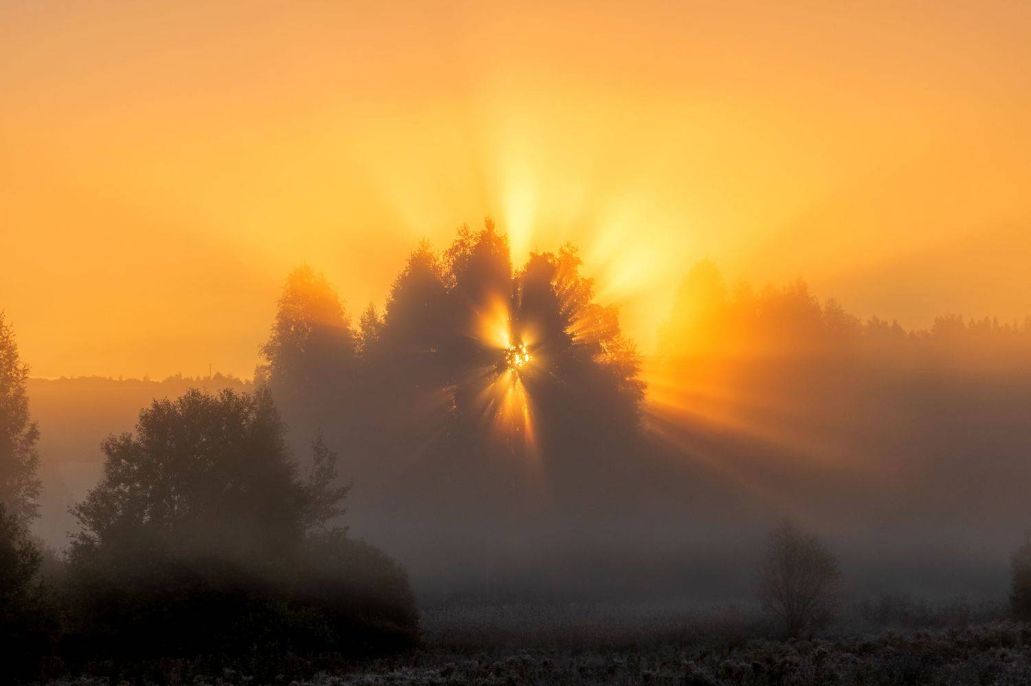 , Виктор Желенговский