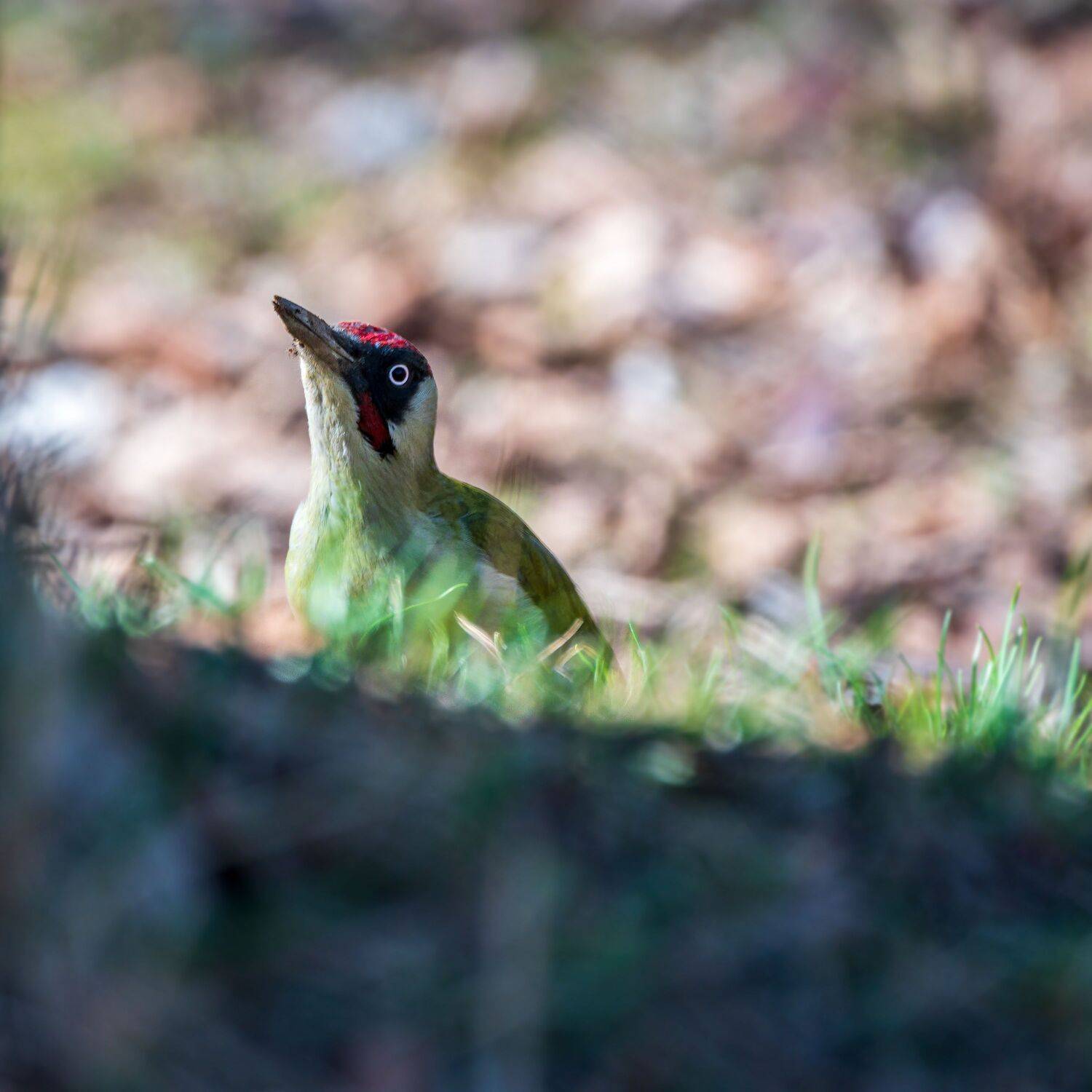 зелёный, дятел, Алексей Рыльский