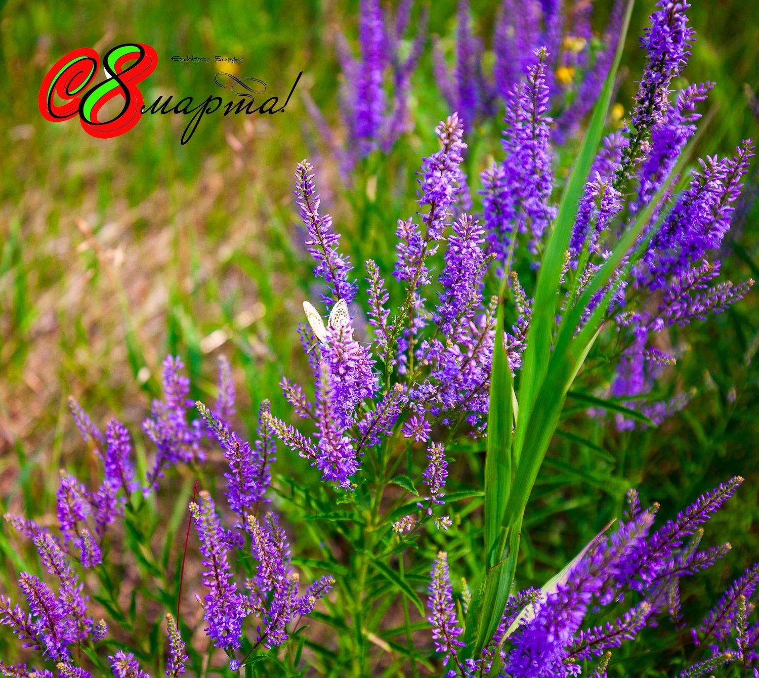 , Евдокимов Сергей