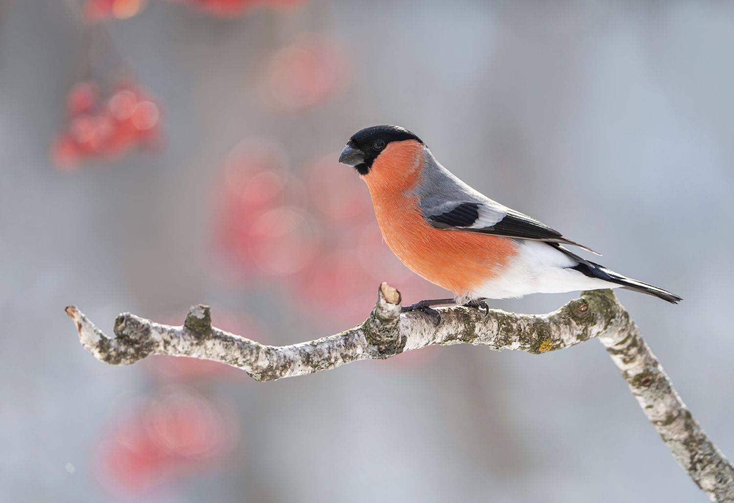 птицы,природа, весна, Андрей Киселёв