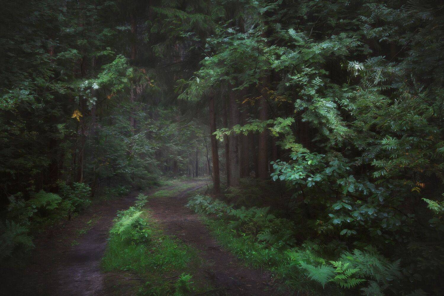 лес, деревья, пейзаж, forest, woodland, trees, landscape,, Валерий Вождаев