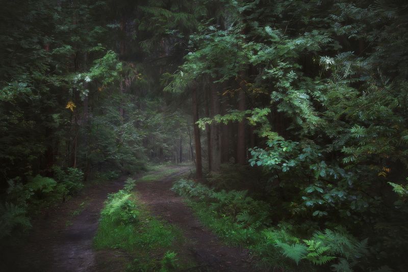 Дорога в туманном лесу фото превью