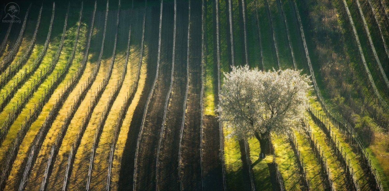 моравия, виноградник, Anatoly Gordienko