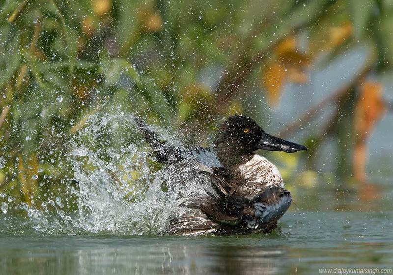 Northern shoveler Northern shoveler фото превью