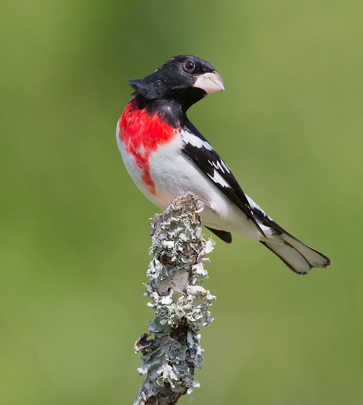 красногрудый дубоносовый кардинал, rose-breasted grosbeak, grosbeak, весна Rose-breasted Grosbeak - Красногрудый дубоносовый кардинал фото превью