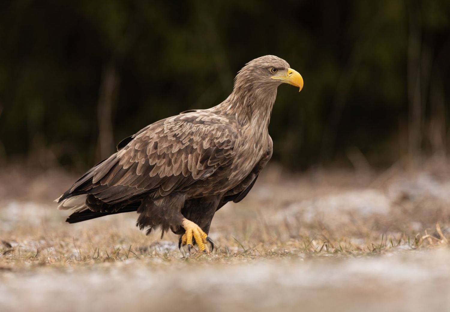 орлан, хищник,, Vladimir Pakalevich