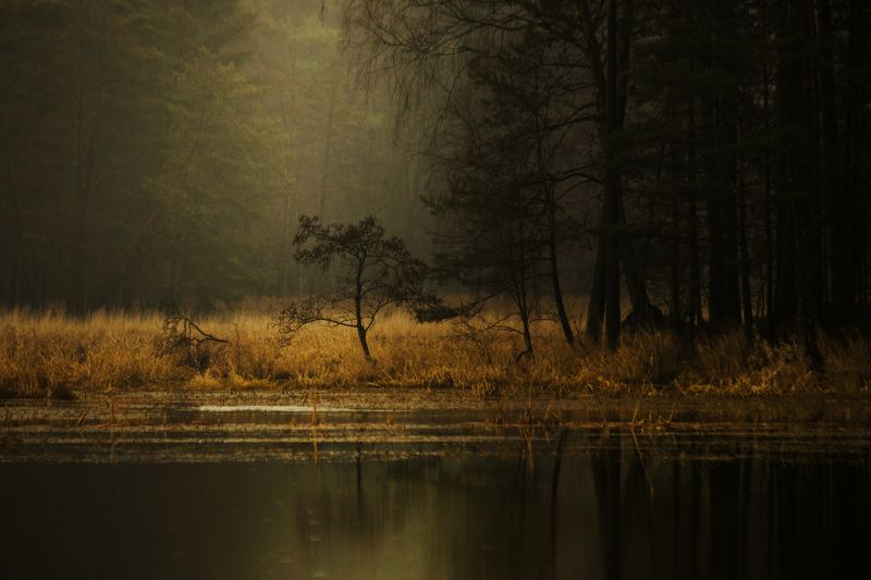 Rain in the forest фото превью