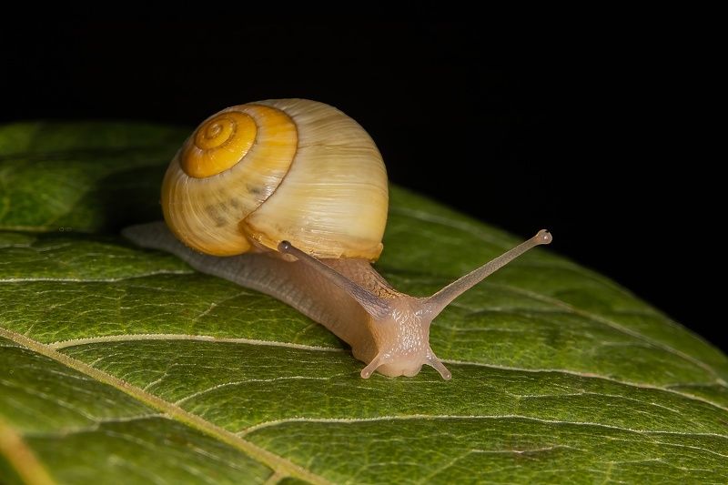 Snail фото превью