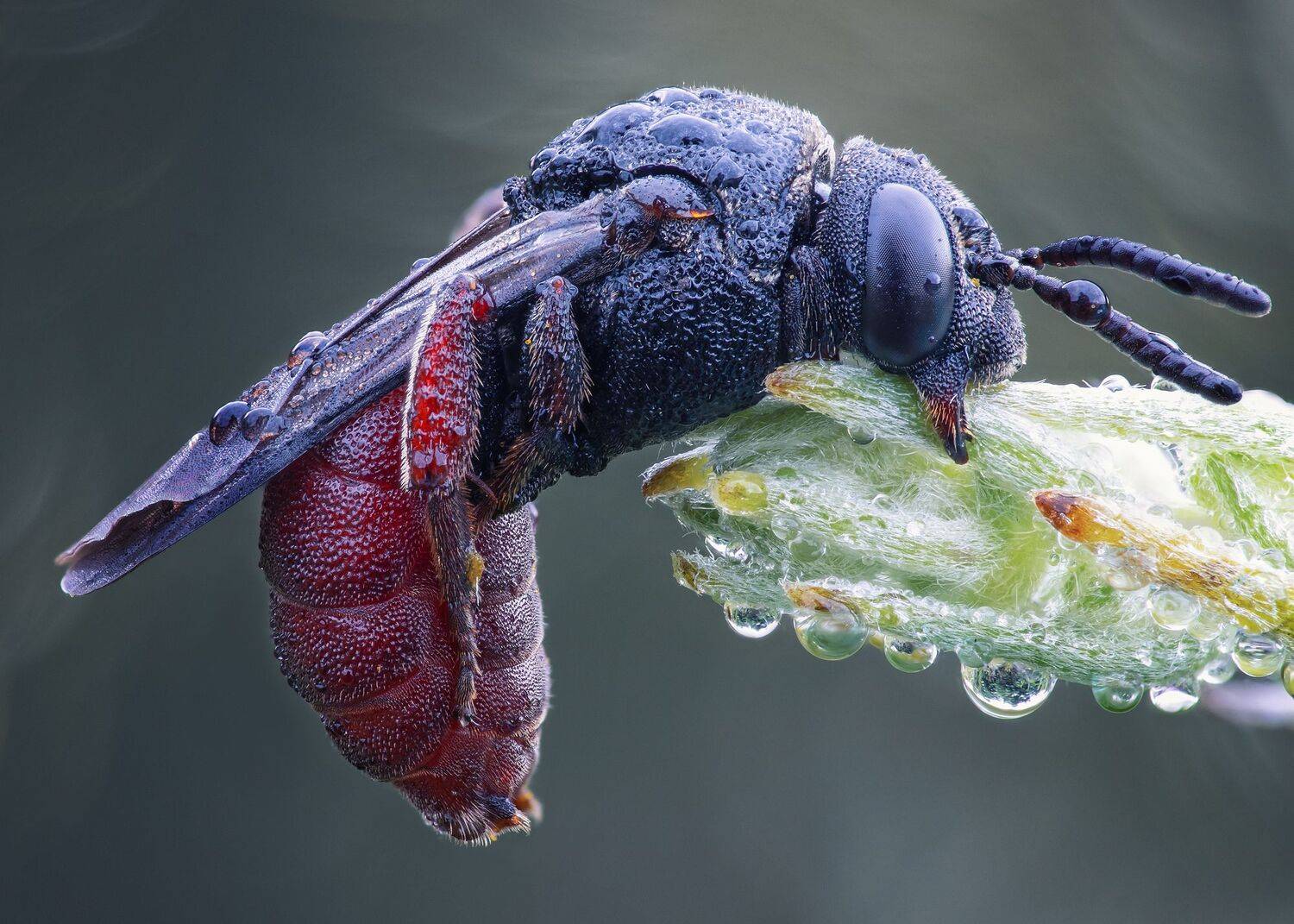 , Кузнецов Дмитрий