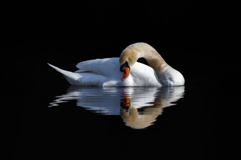 Mute swan фото превью