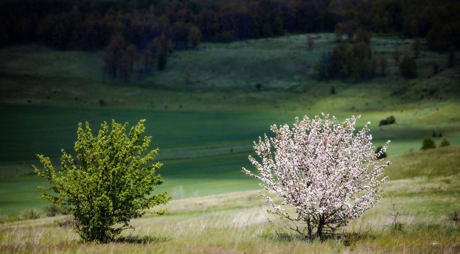 , Веревченко Михаил