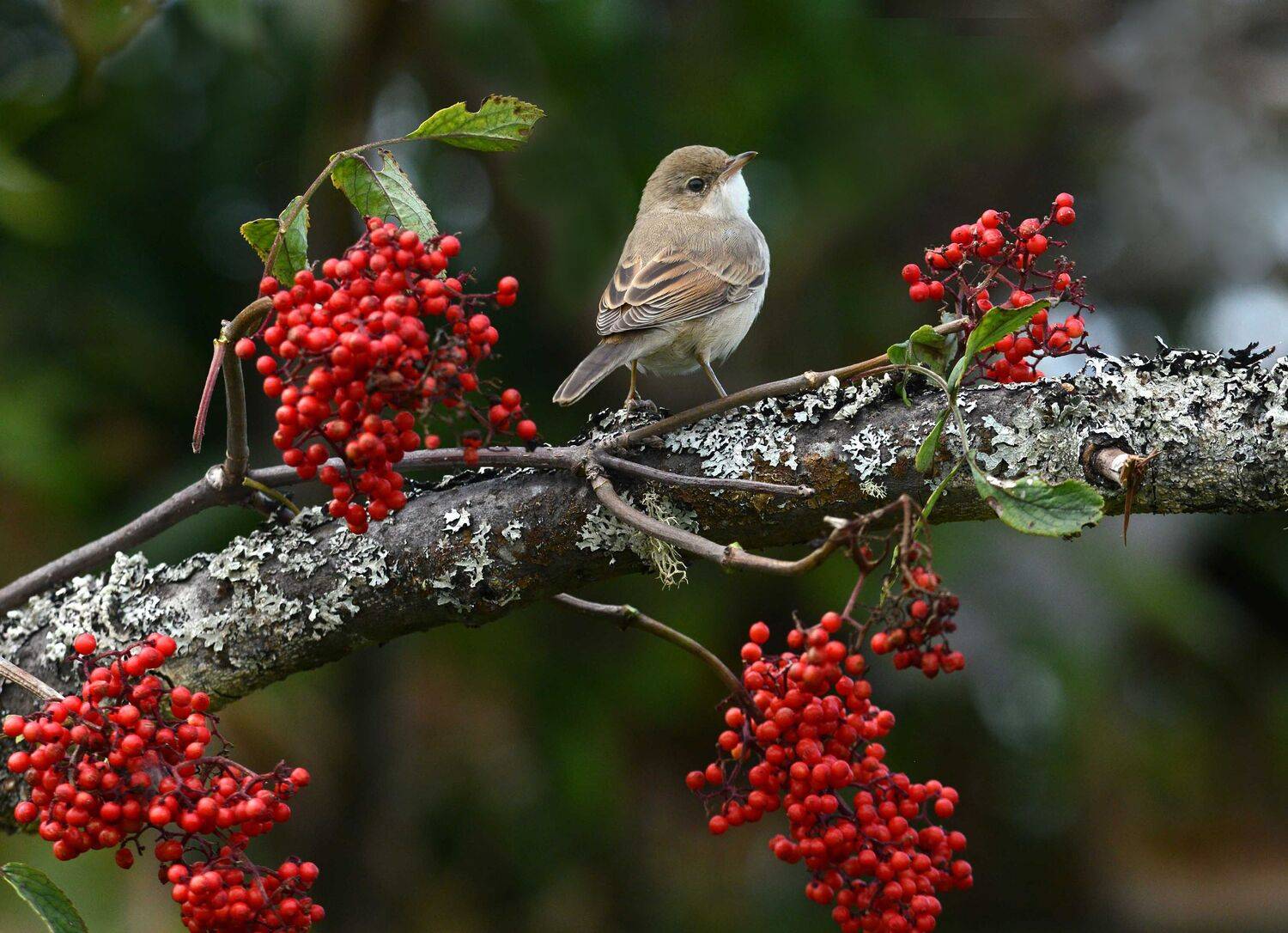 , Белоусов Михаил