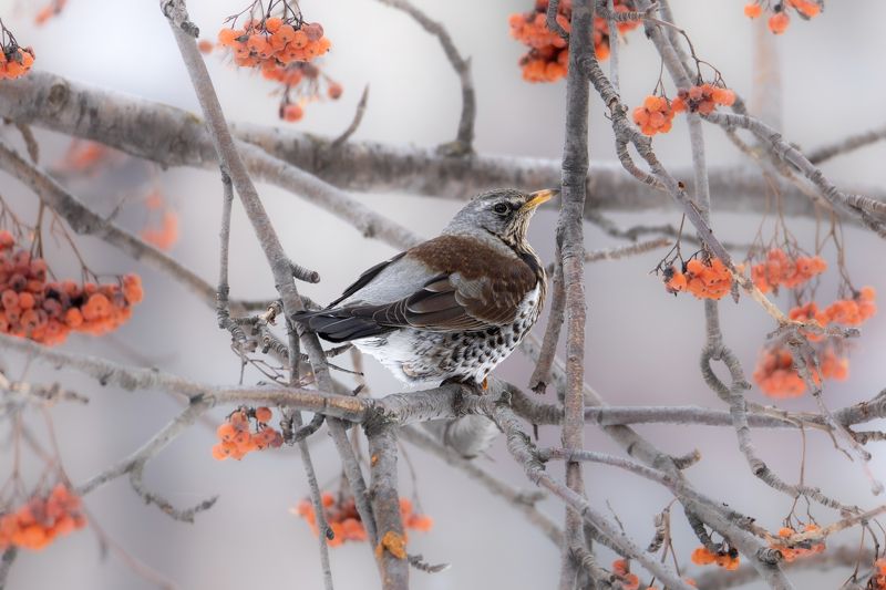 Дрозд-рябинник фото превью