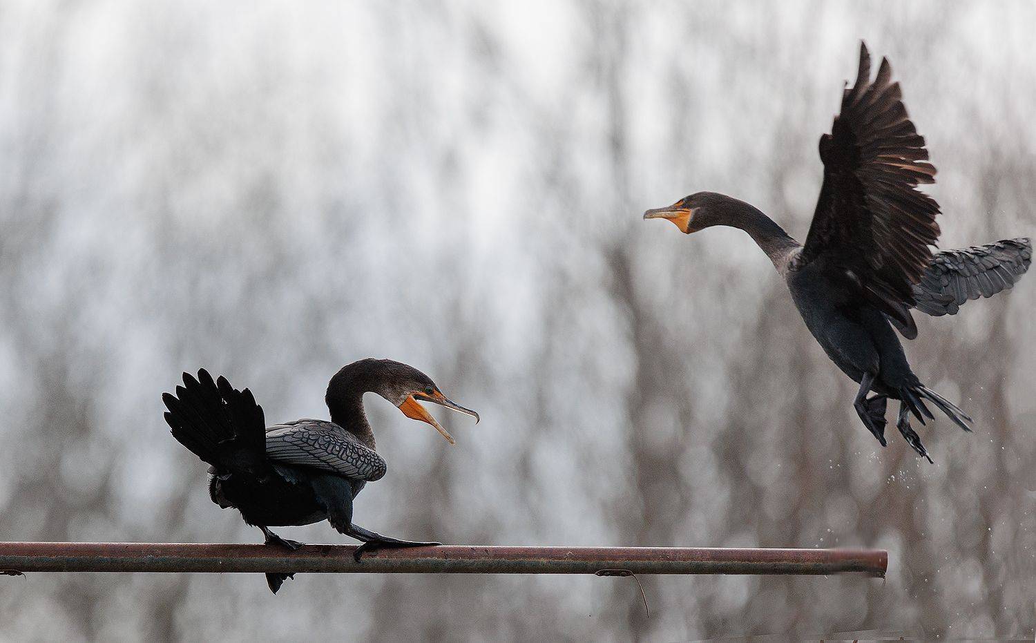 , Леонид Дьяченко