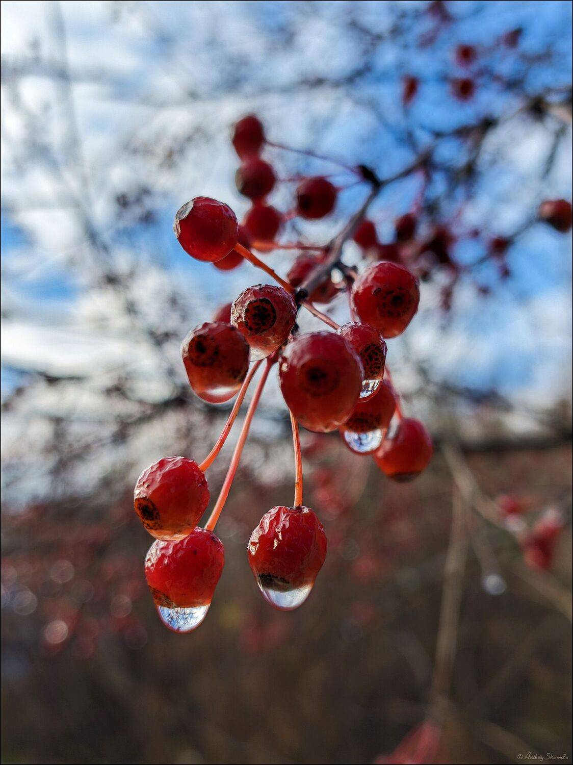 , Андрей Шумилин
